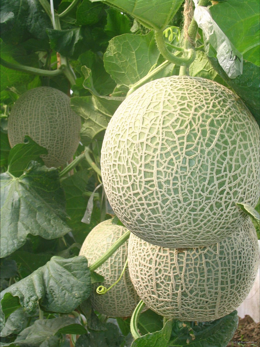 海南网纹甜瓜